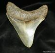 Great Inch Megalodon Tooth #870-2